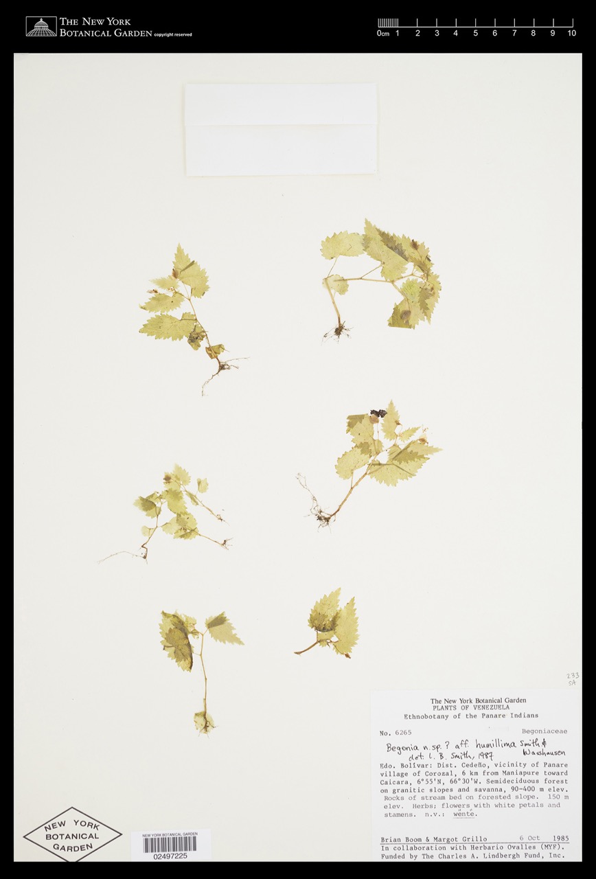 B. humillima